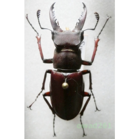 Lucanus swinhoei Parry, 1874 35mm Taiwan